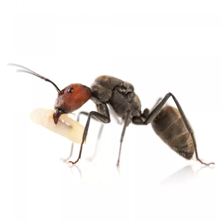 Camponotus singularis Shop Koenigin Seite