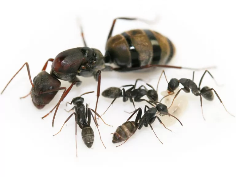 camponotus_cosmicus