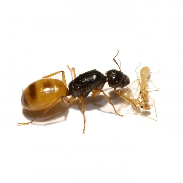 Camponotus-Fedtschenkoi