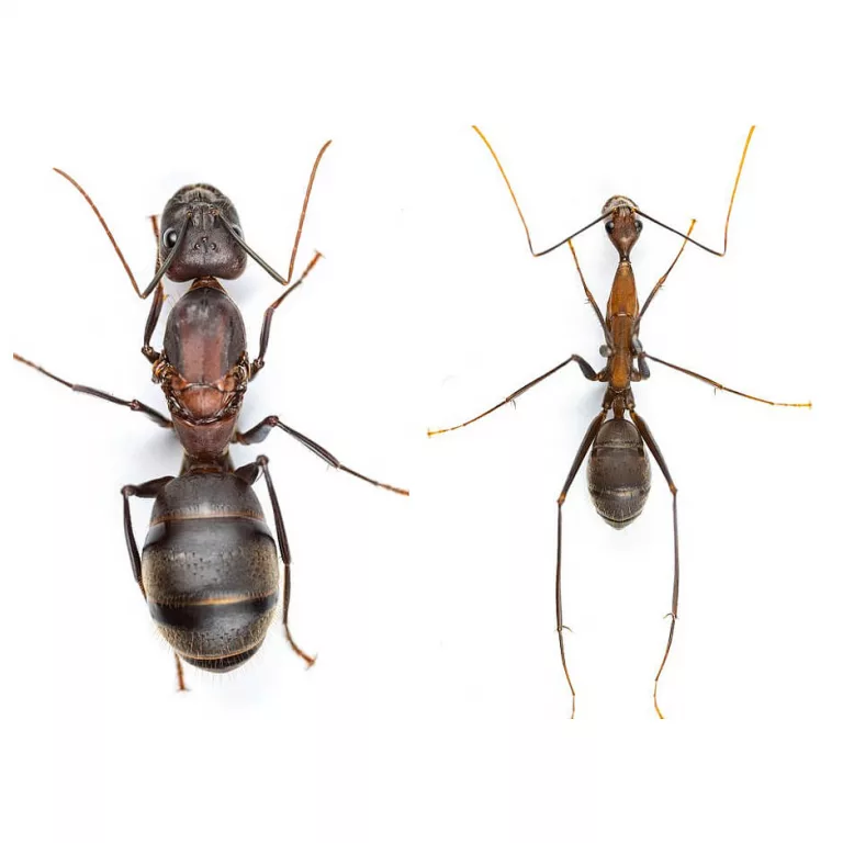 Camponotus-angusticollis-матка-и-рабочий